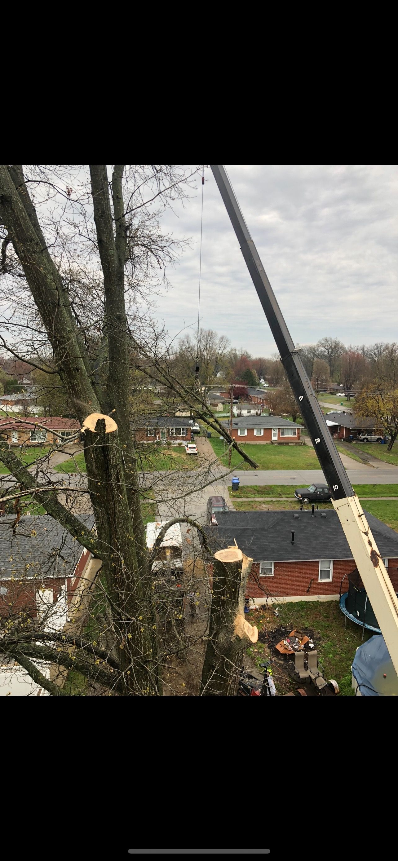 Branch Trimming | West Point, KY | L & S Tree Service
