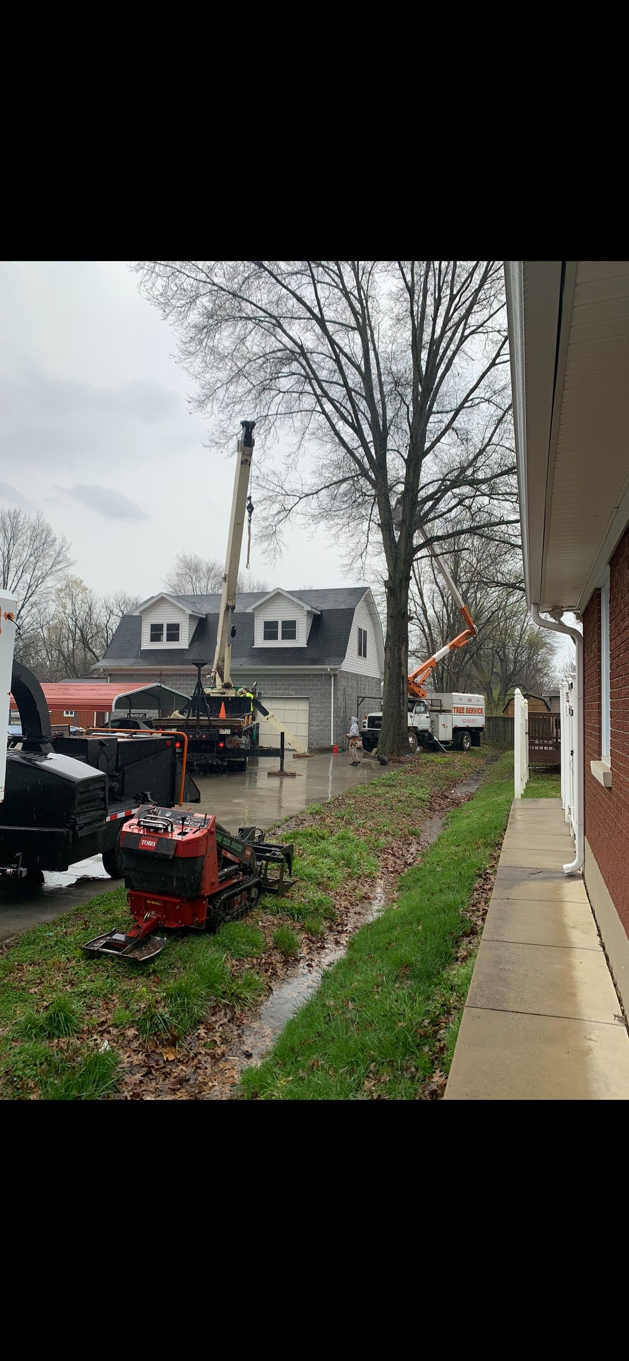 Trimming | West Point, KY | L & S Tree Service