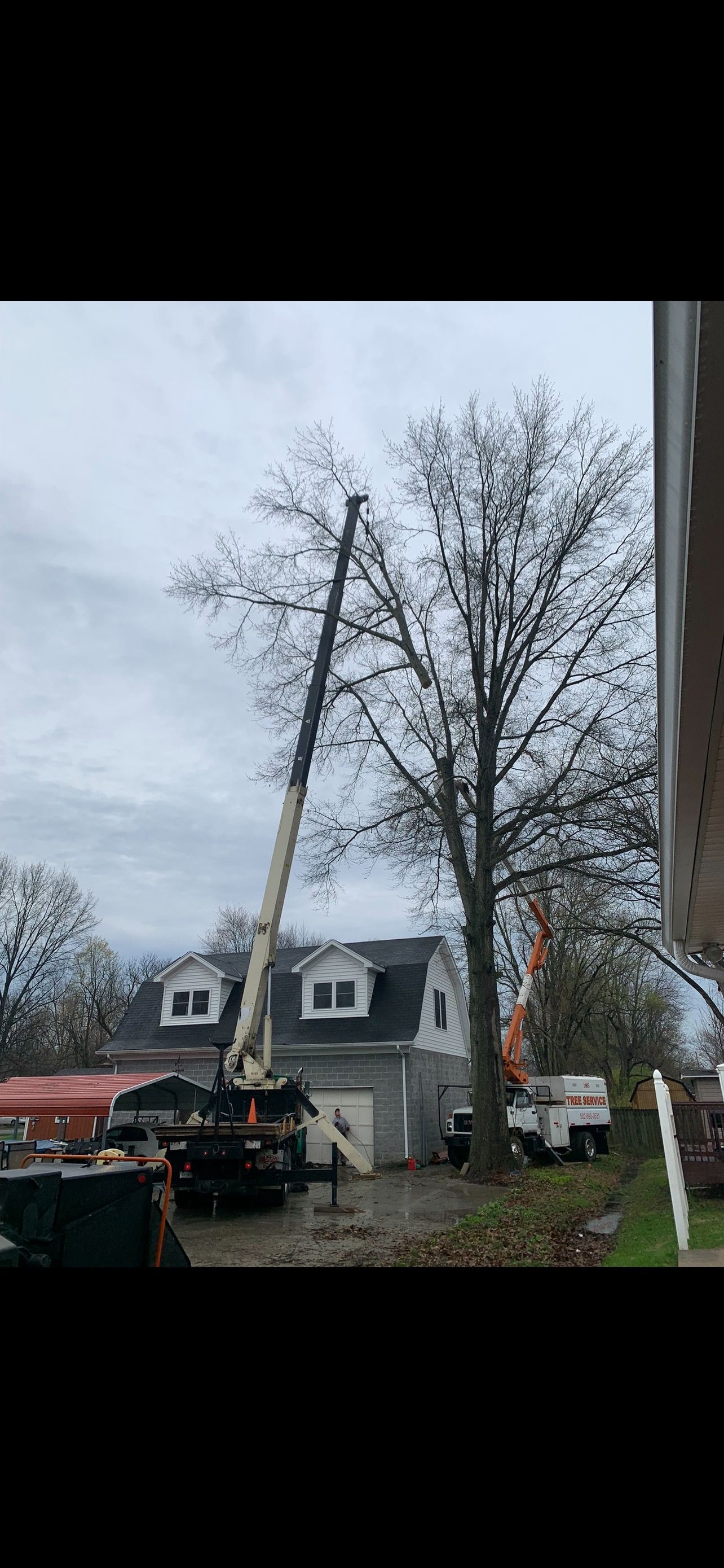 Cutting Tree | West Point, KY | L & S Tree Service