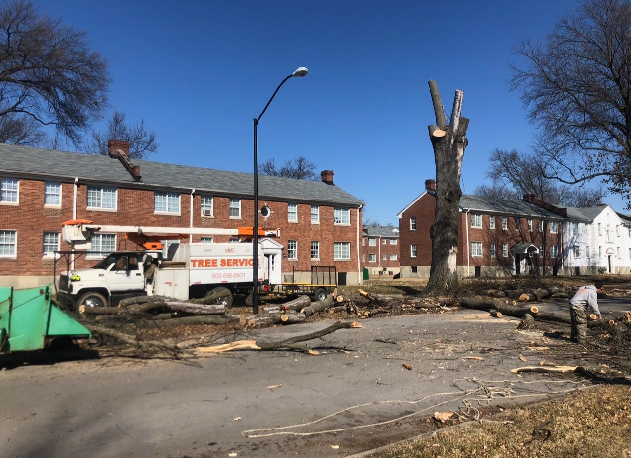 Tree Cutting WIth Building | West Point, KY | L & S Tree Service