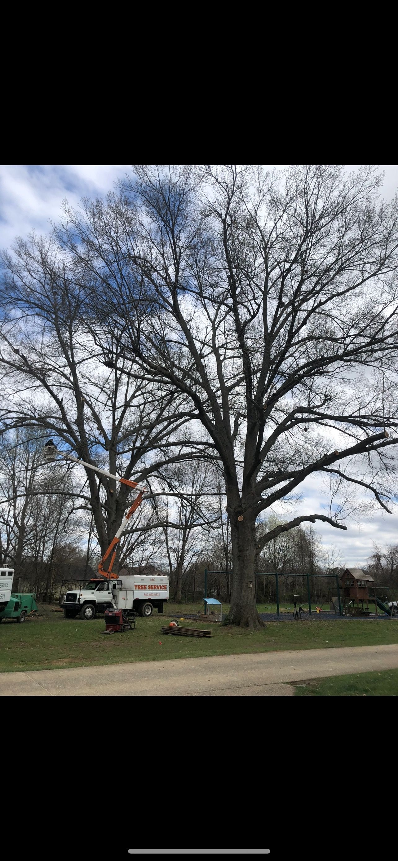 Trimming Photo two | West Point, KY | L & S Tree Service