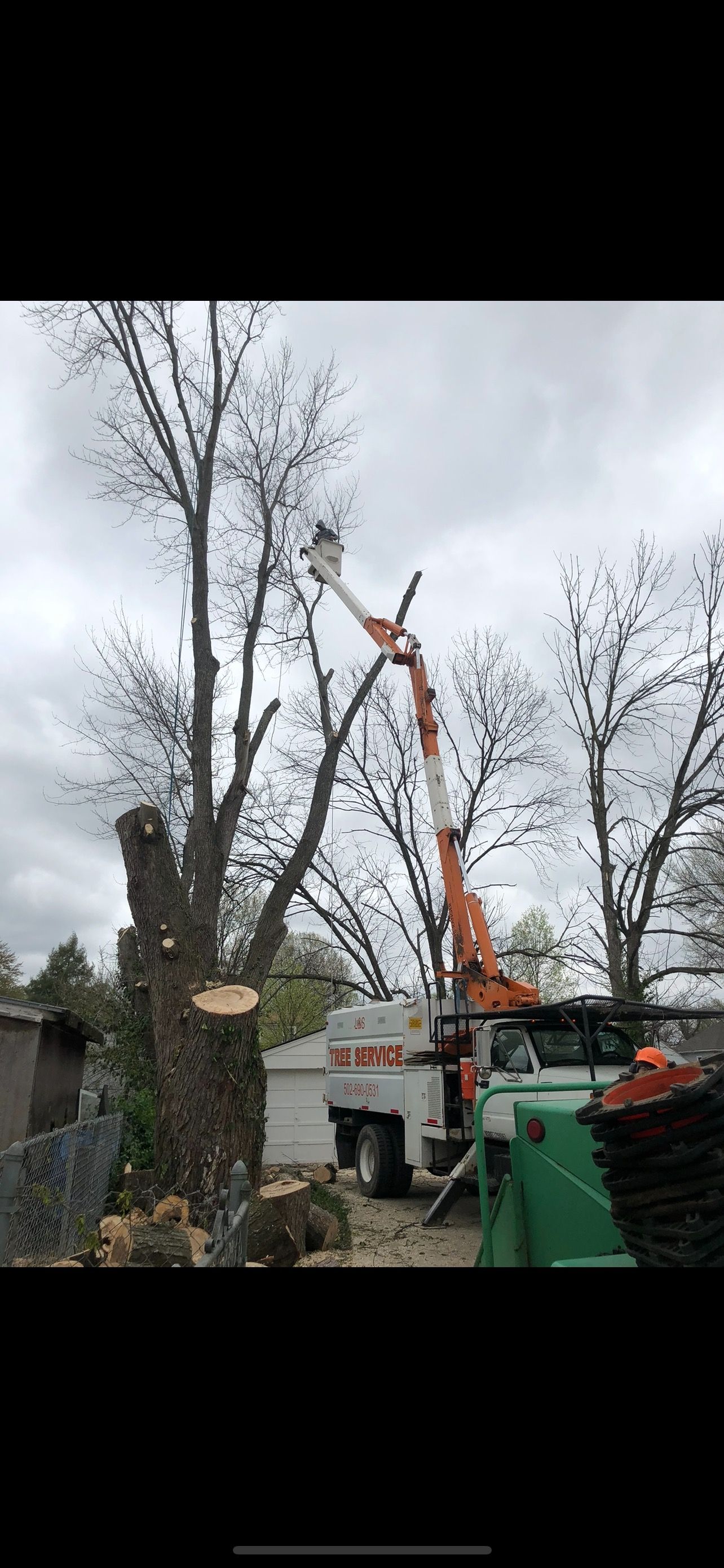 Trimming Photo | West Point, KY | L & S Tree Service