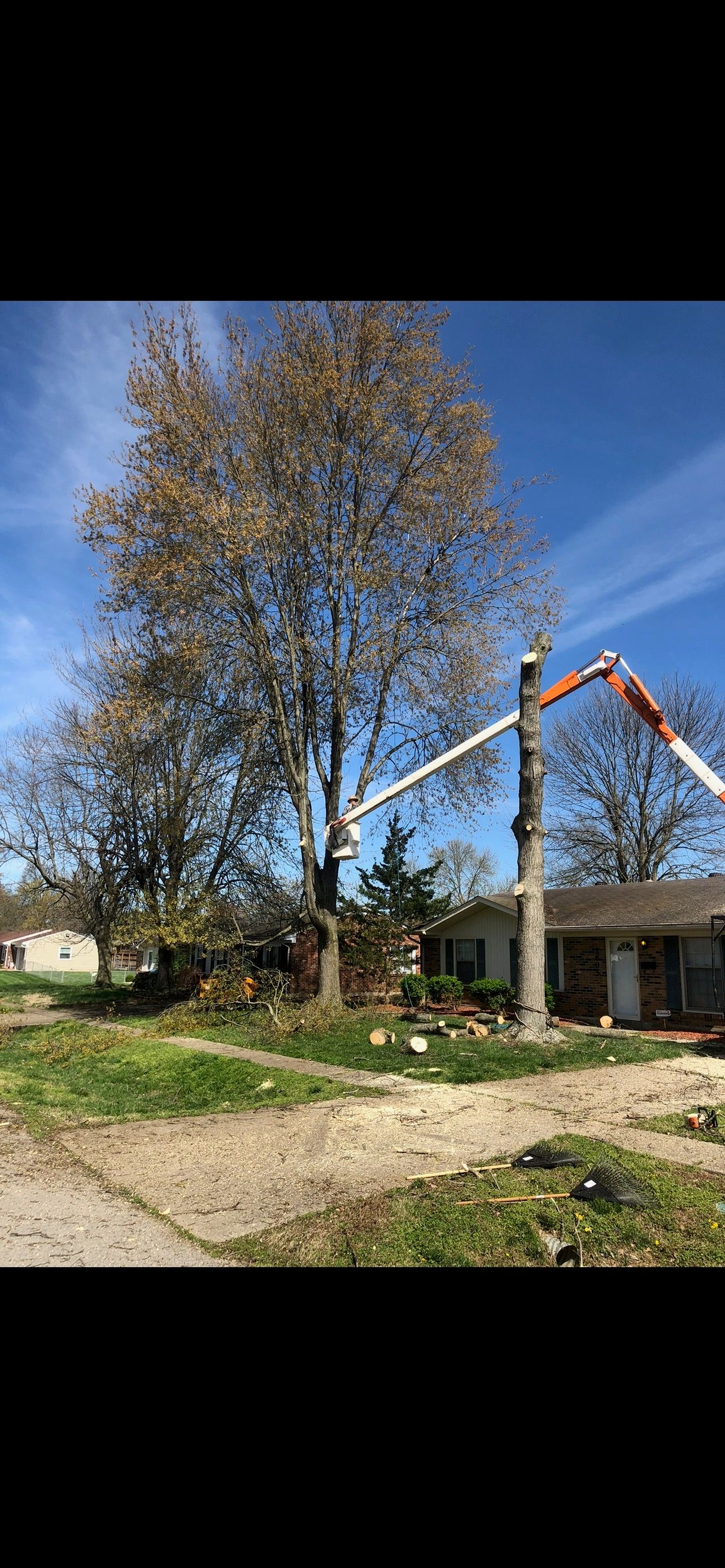 Tree Service Photo  | West Point, KY | L & S Tree Service