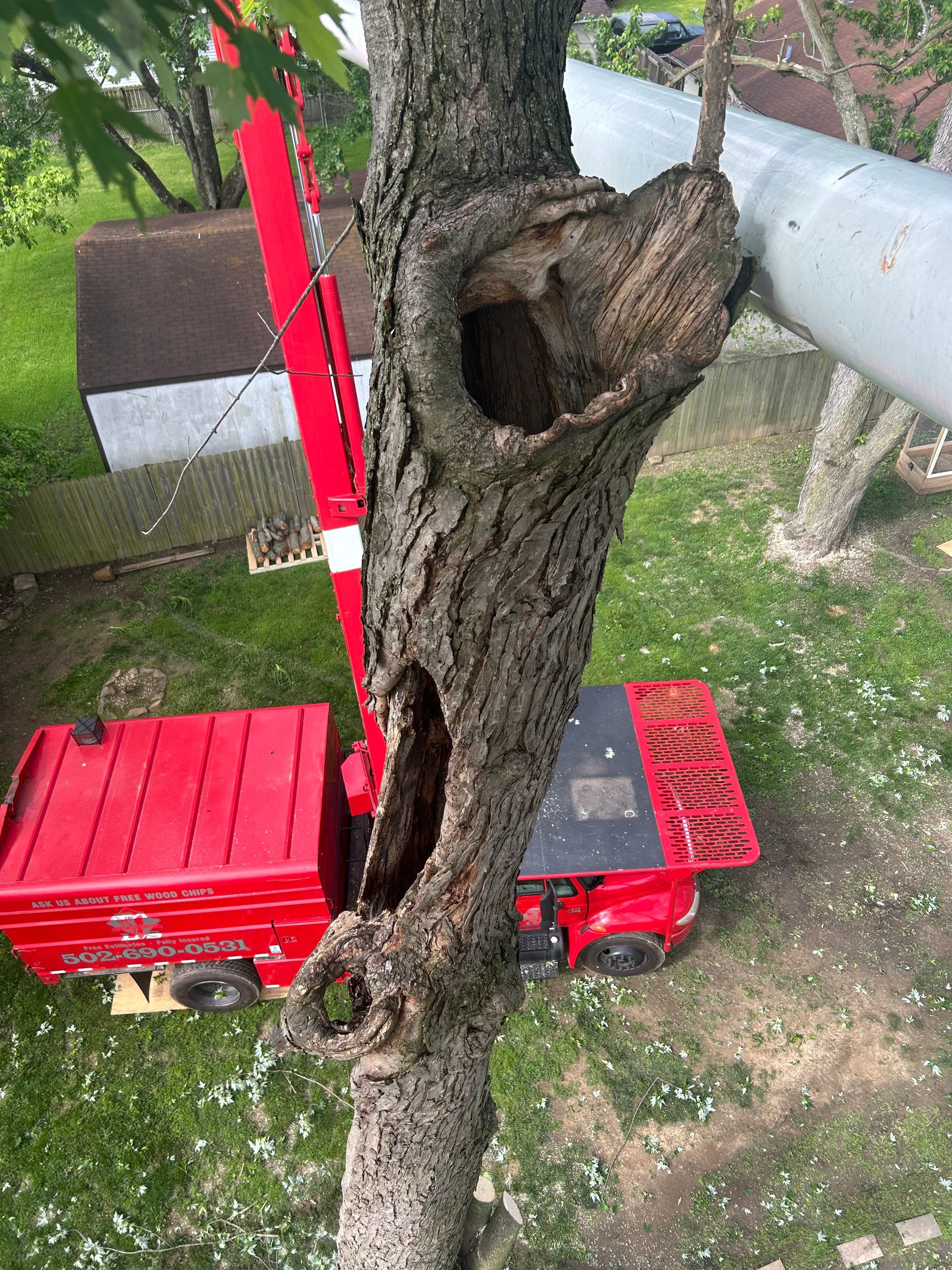Tree Removal | West Point, KY | L & S Tree Service