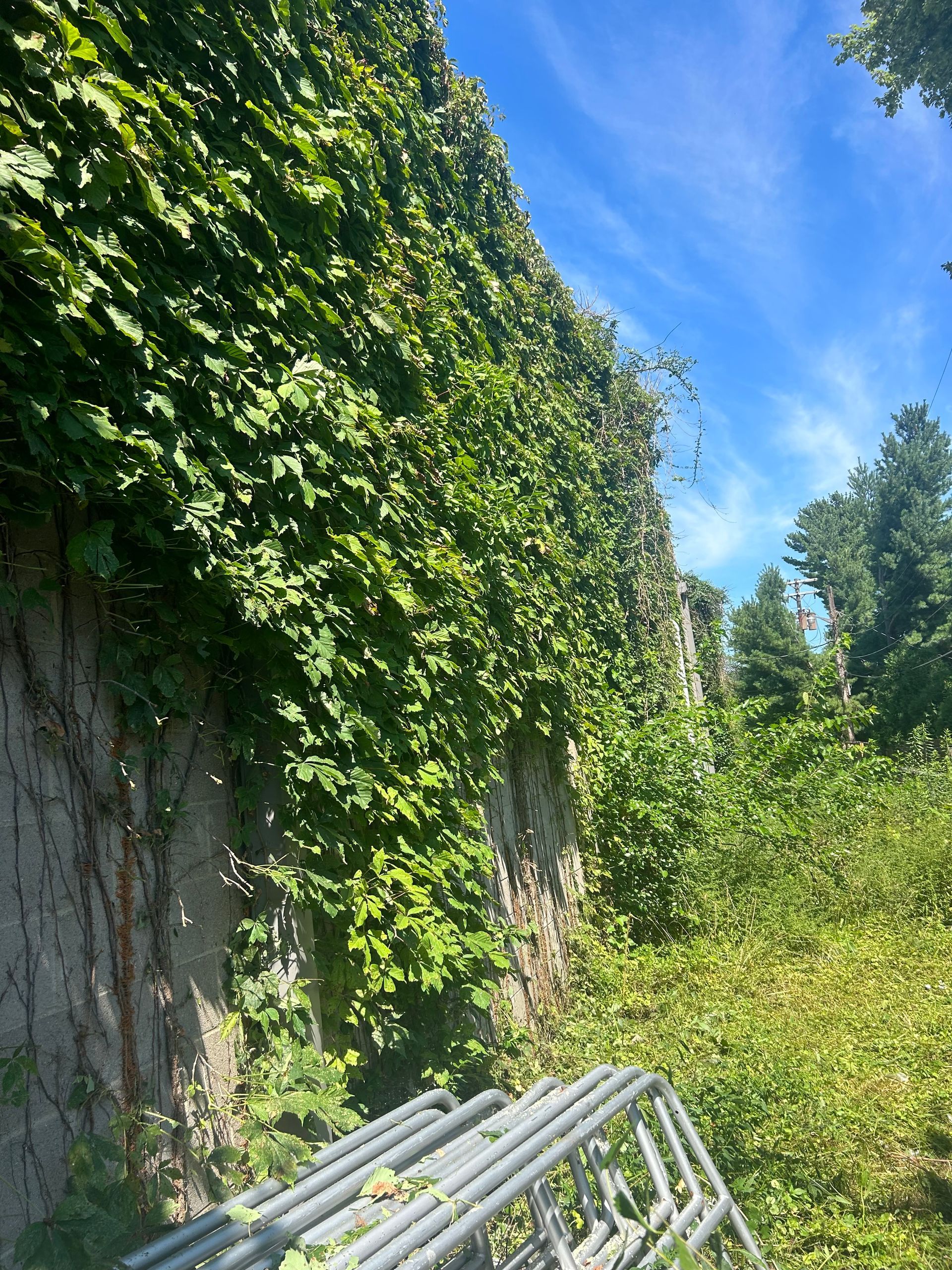 Grass in the Wall | West Point, KY | L & S Tree Service