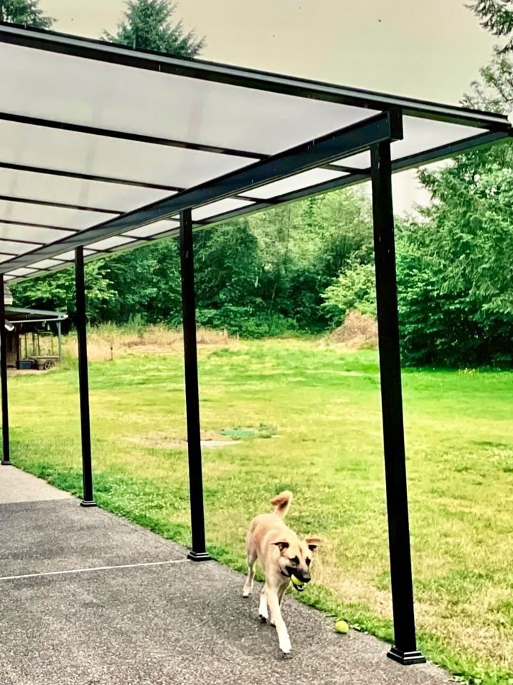 Dog under a Crown Patio Cover in the Portland Area