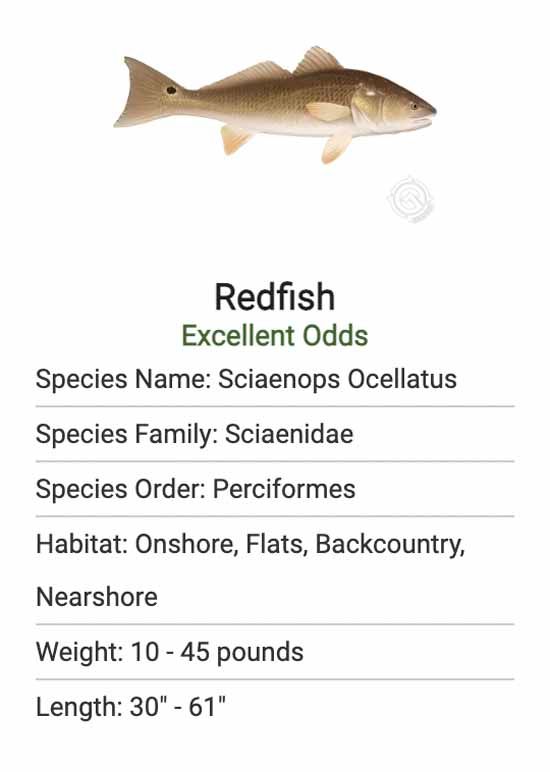 A picture of a redfish with information about it