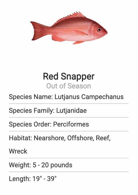 A picture of a red snapper with information about it