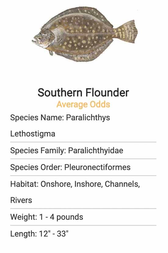 A picture of a southern flounder with information about it.