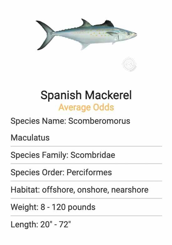 A picture of a spanish mackerel with information about it