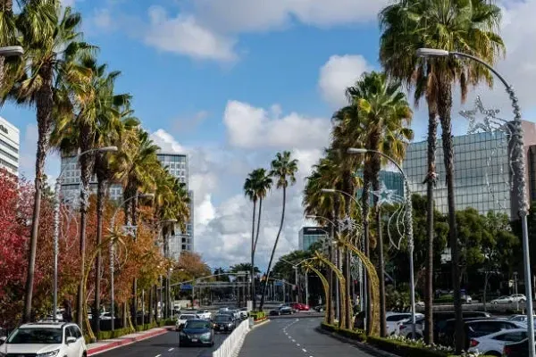 a row of palm trees line the side of a city street .