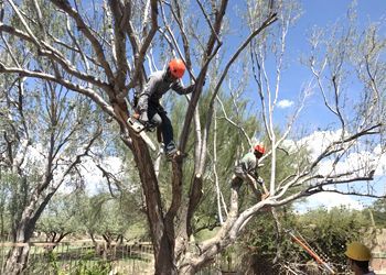 Two tree trimmers in orange helmets and work attire, cutting branches high up in a tree on a sunny day.
