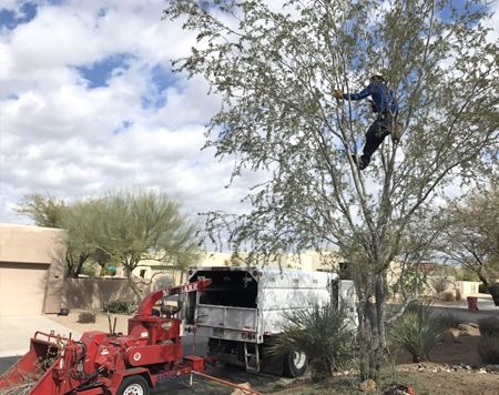 A tree trimmer is secured by ropes, pruning a tree. A red chipper and white truck are nearby on a residential street.