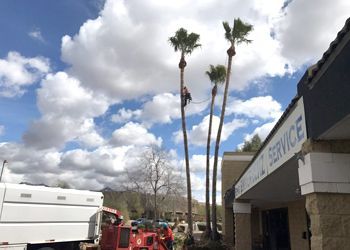 A man is climbing a palm tree in front of a service building.