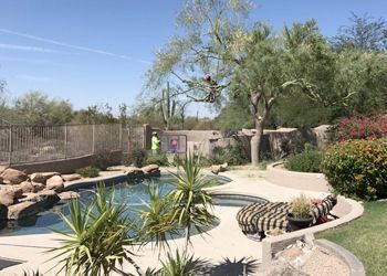 A large swimming pool surrounded by plants and trees in a backyard.