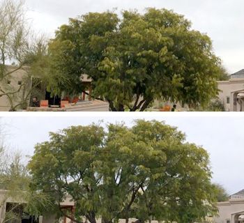 A before and after picture of a tree in front of a house.