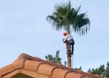 A man is climbing a palm tree on top of a roof.