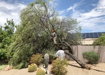 Two people cutting fallen tree branches in a sunny yard with cacti and solar panels.