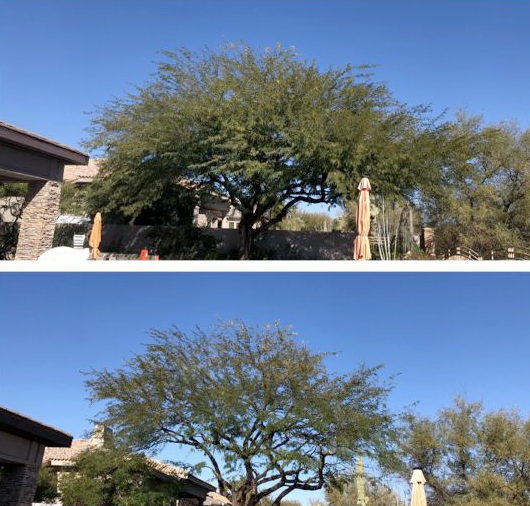 A before and after picture of a tree in front of a house.