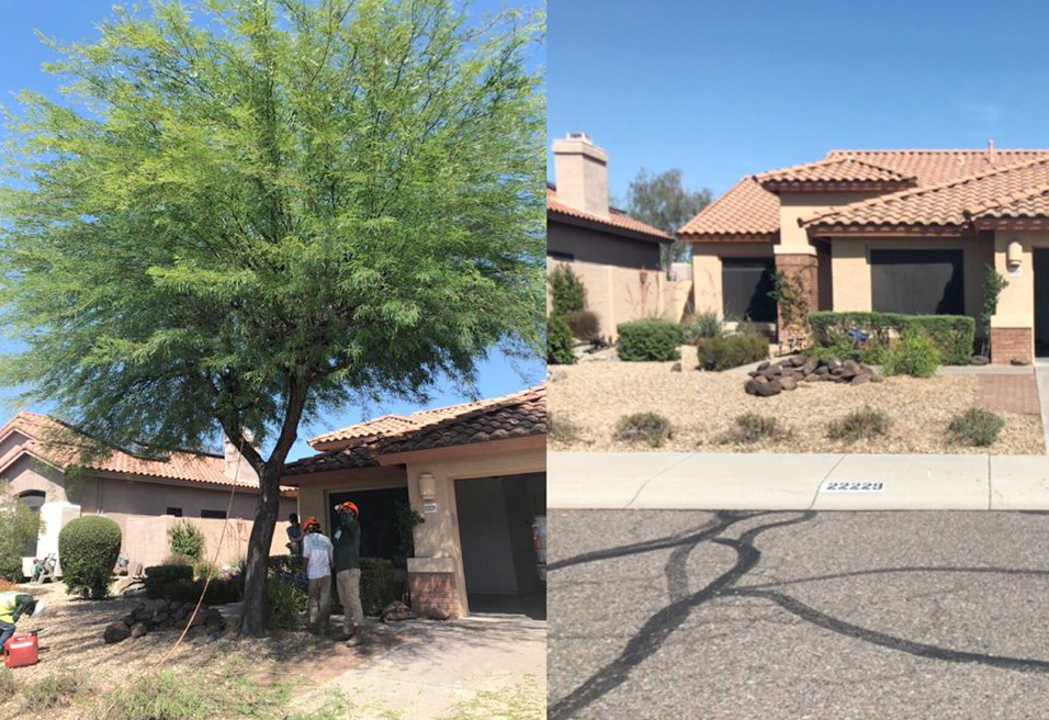 A before and after picture of a tree in front of a house.