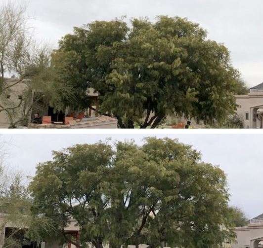 A before and after picture of a tree in front of a house