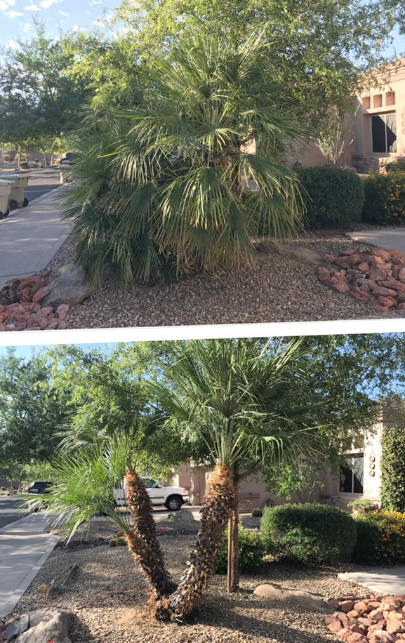 A before and after picture of a palm tree in a yard.