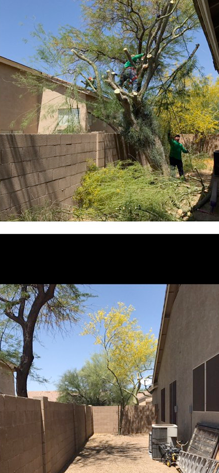 A man is cutting down a tree in front of a house.