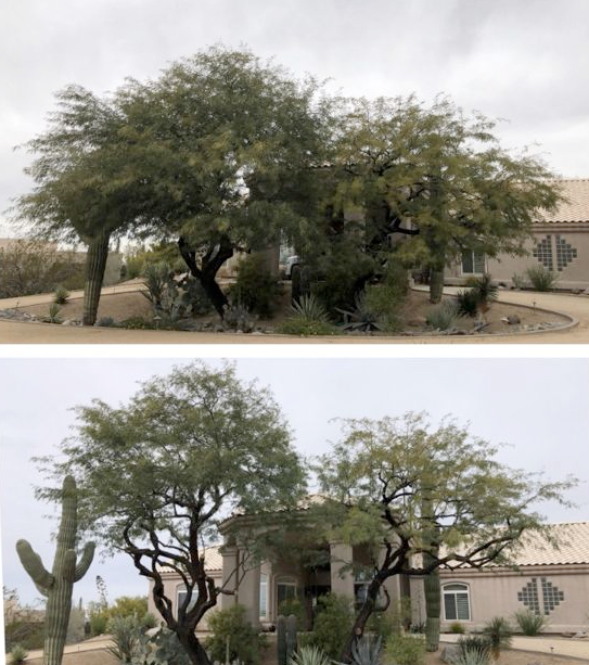A before and after picture of a tree in front of a house