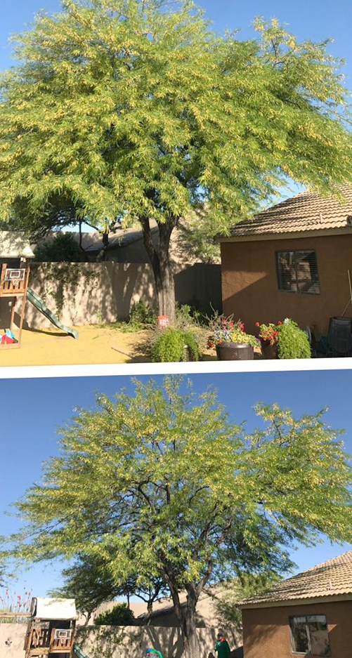 A before and after picture of a tree in front of a house.