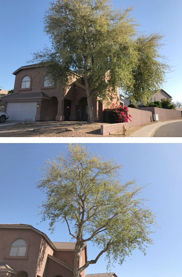 A before and after picture of a tree in front of a house.