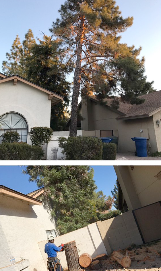 A man is cutting down a tree in front of a house.