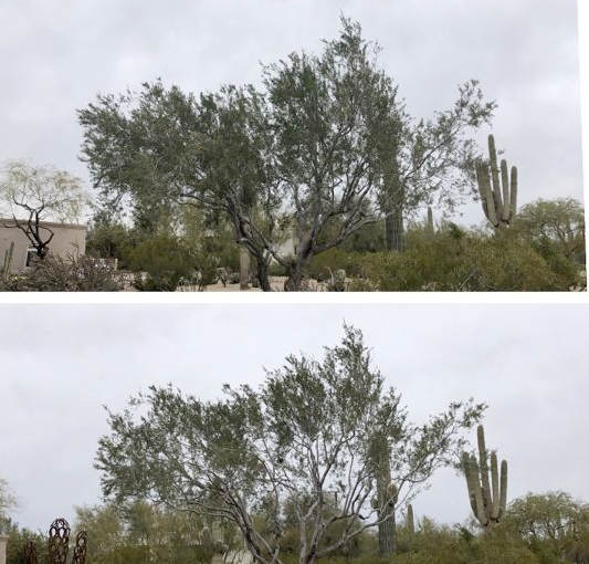 Two pictures of trees and cactus in the desert