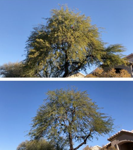 A before and after picture of a tree in front of a house.