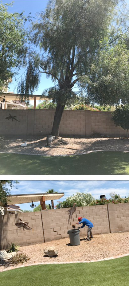 A before and after picture of a tree being cut down in a backyard.