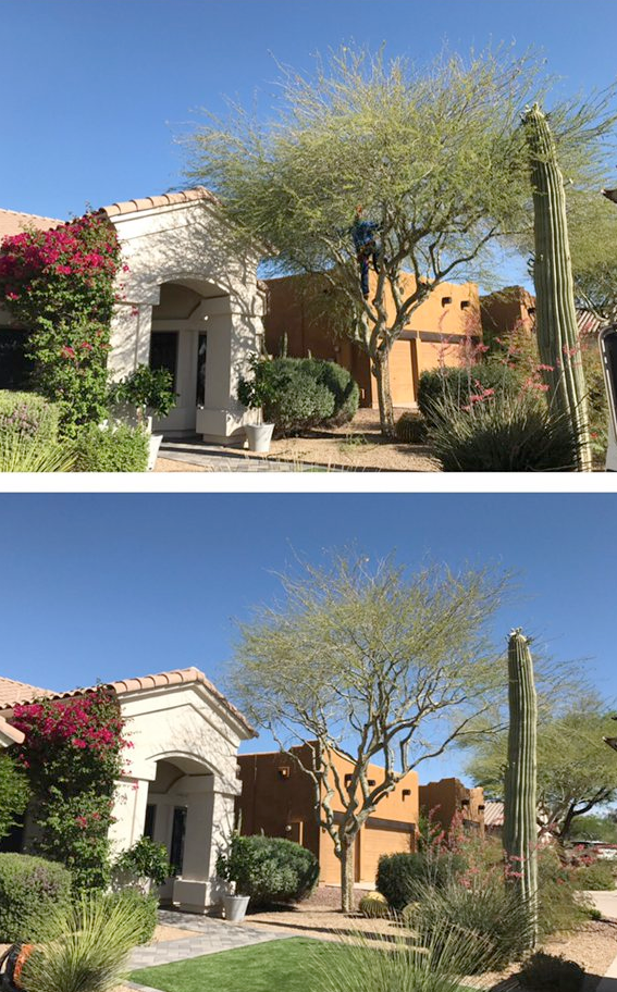 A before and after picture of a tree being cut down in front of a house.