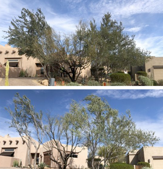 A before and after picture of a house with trees in front of it