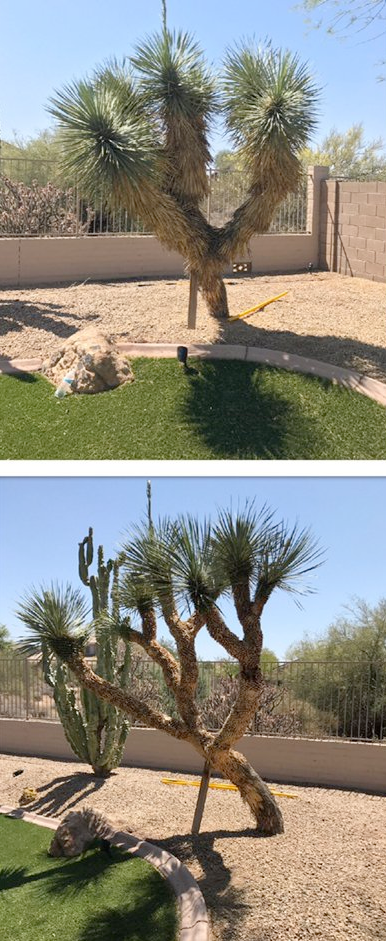 A before and after picture of a cactus tree in a yard.