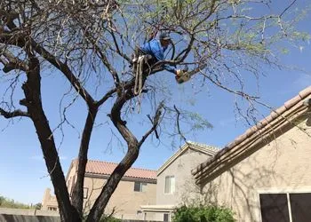 A person in a tree, trimming branches. Brown tree with blue sky and residential buildings in the background.