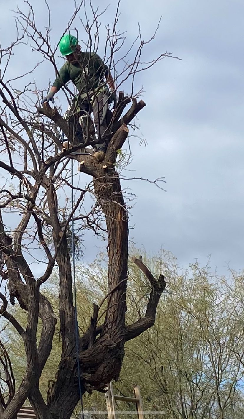 Arborist in green helmet pruning a tall tree against a cloudy sky.