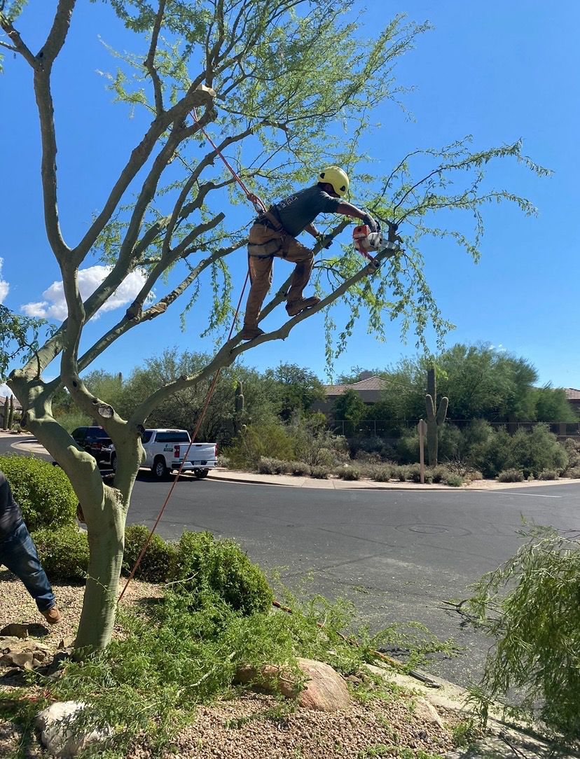 Arborist in a tree trimming branches with a chainsaw. Sunny day. Truck and desert landscape visible.