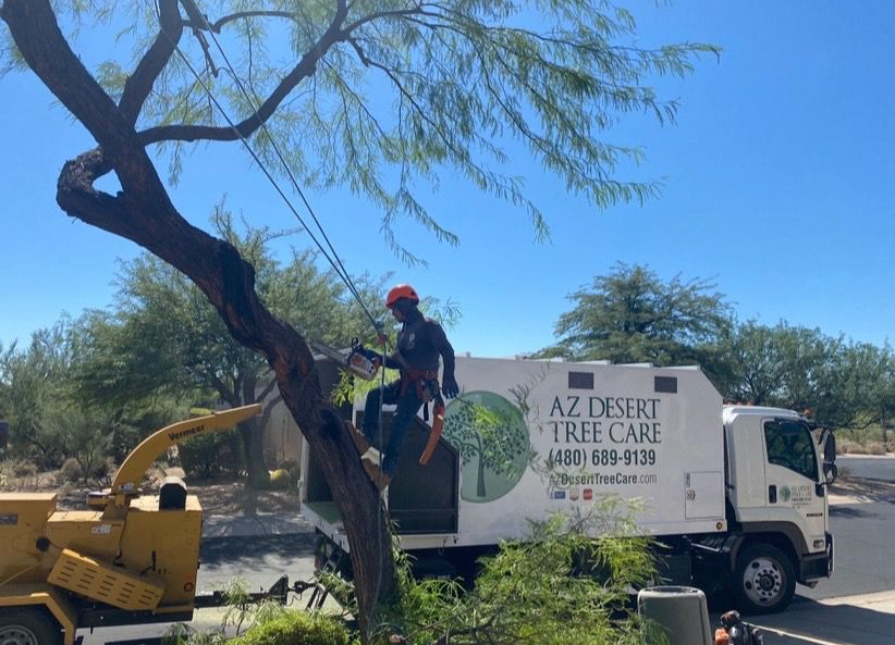 A tree care worker in a harness trims a tree, while a truck and chipper are in place.