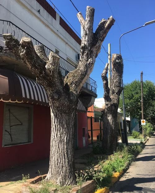 Heavily pruned trees on a sidewalk next to a building with a red facade and awning. Sunny day.