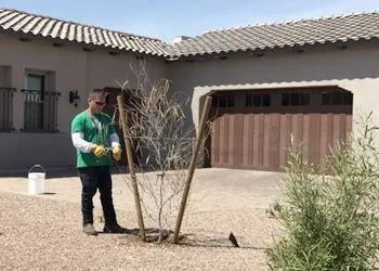 A man in a green shirt prunes a small tree supported by stakes in a gravel driveway. A house with a garage door is in the background.