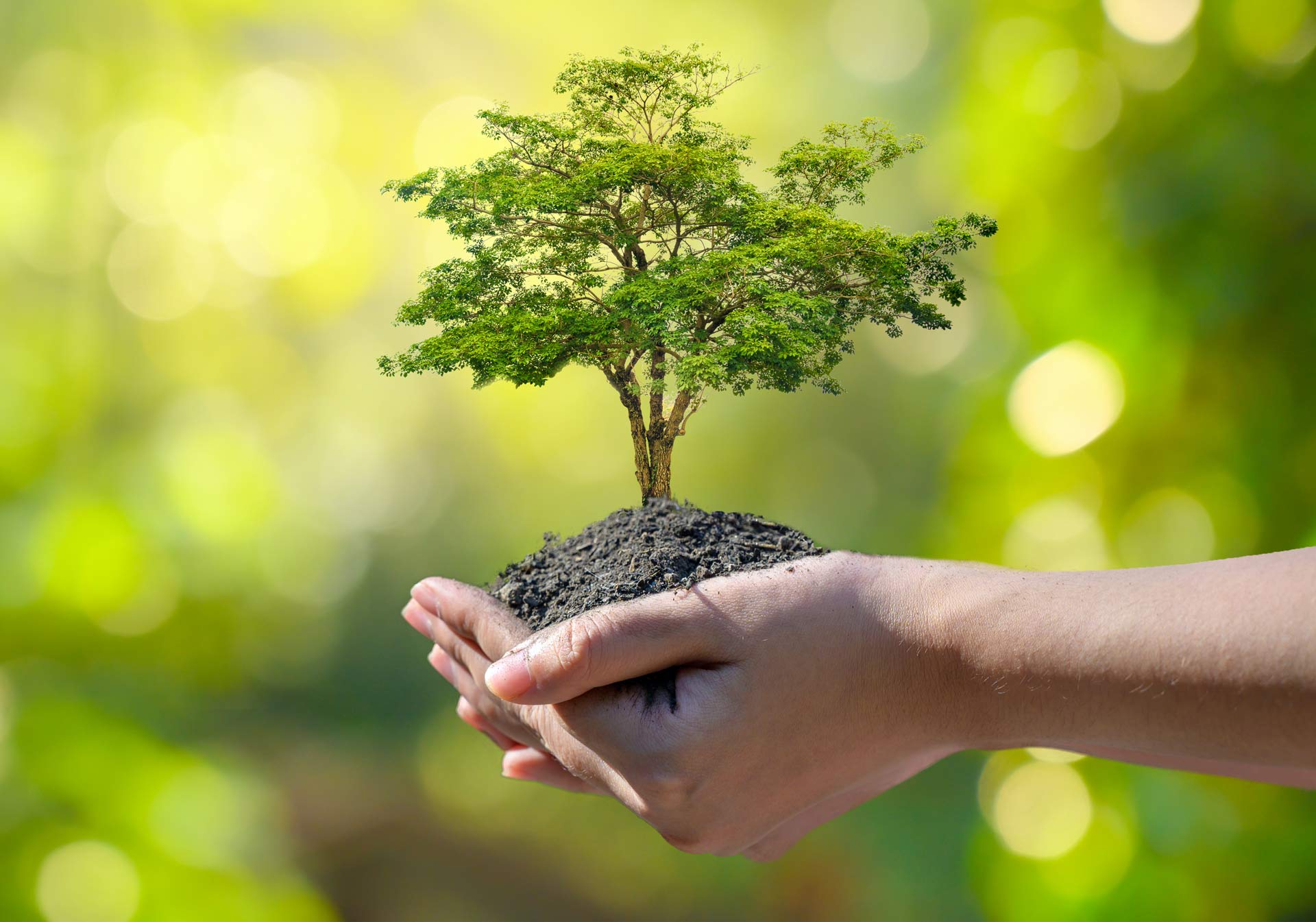 Background Female Hand Holding Tree on Nature Field Grass Forest Conservation Concept | Dapto, Nsw | Dapto Tree Service