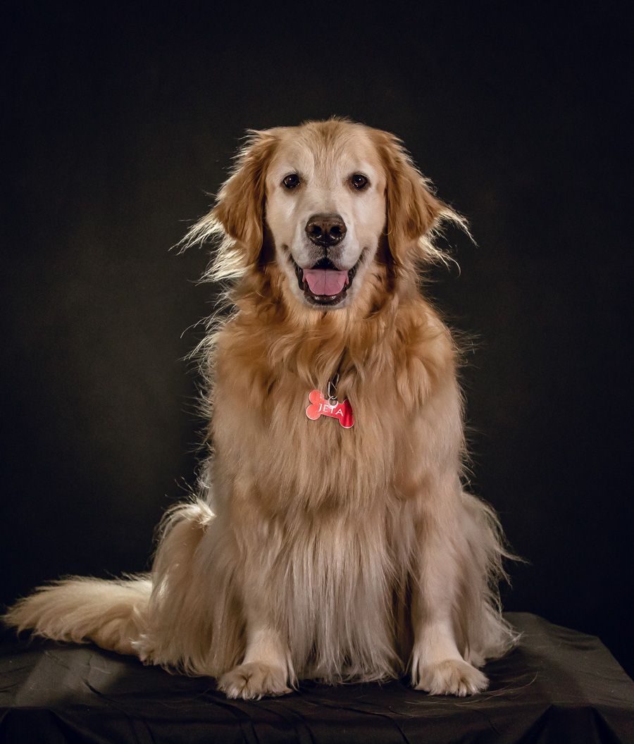 A golden retriever dog is sitting on a black table.