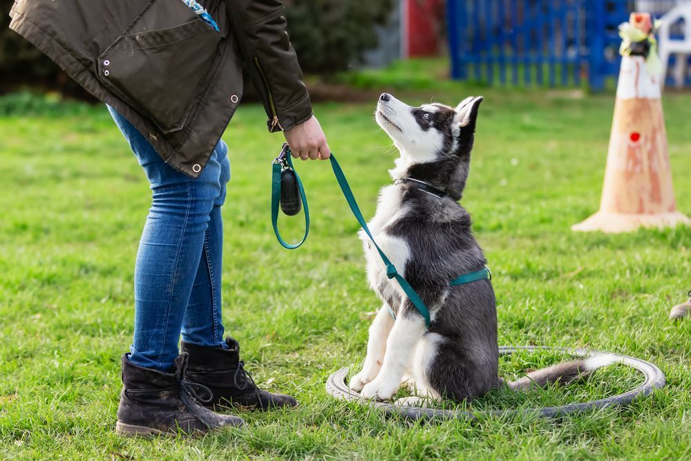 A woman is teaching a husky puppy how to sit on a leash.