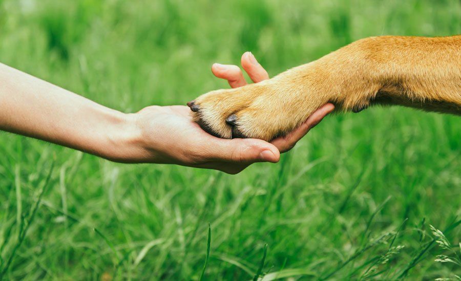 A person is holding a dog 's paw in their hand.