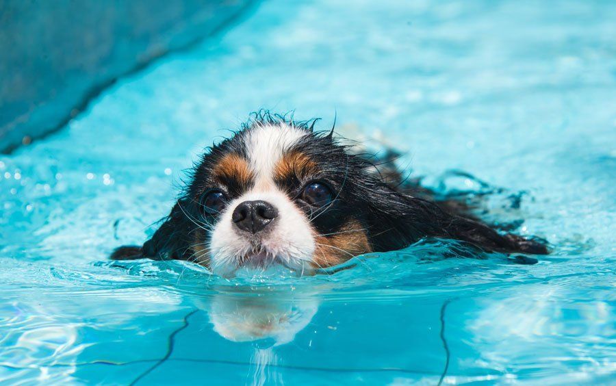 A cavalier king charles spaniel is swimming in a swimming pool.