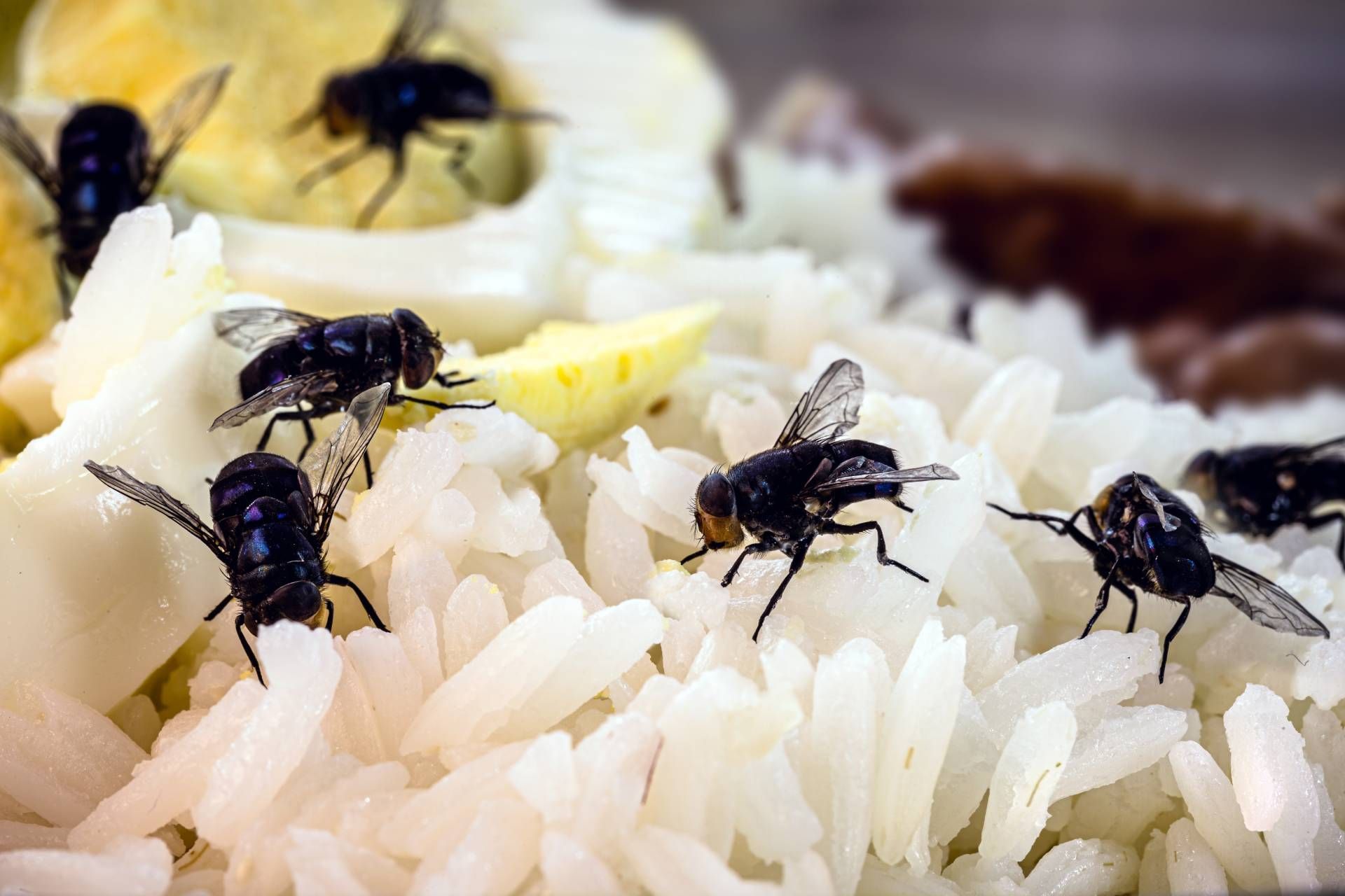 Flies swarm on white rice and egg, suggesting food contamination.