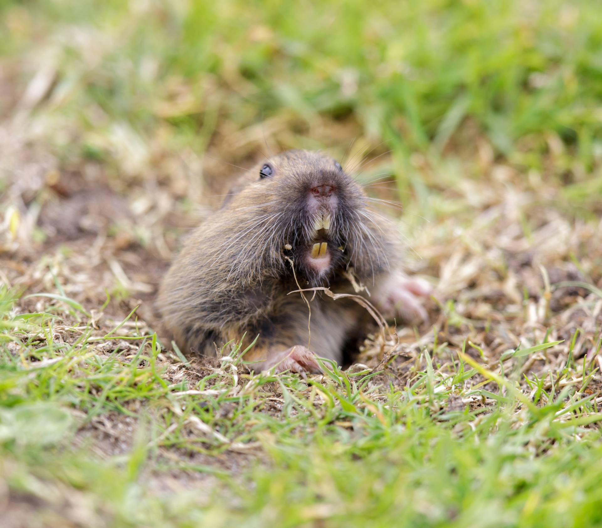 Gopher emerging from burrow in grass, showing its teeth and eating.